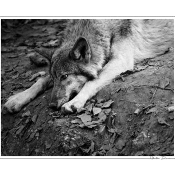 Fotografia intitolato "Danse avec les loup…" da Sébastien Bance, Opera d'arte originale, Fotografia digitale