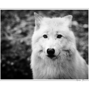 Fotografia intitolato "Danse avec les loup…" da Sébastien Bance, Opera d'arte originale, Fotografia digitale