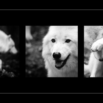 Photography titled "Wolves" by Sébastien Bance, Original Artwork, Digital Photography