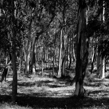 Photographie intitulée "alberi" par Sebastiano Lantieri, Œuvre d'art originale, Photographie non manipulée