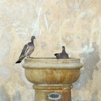 Photography titled "Colombe su fontana" by Sebastiano Lantieri, Original Artwork, Digital Photography