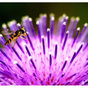 Photography titled "Thistle and bee (Ph…" by Seiji Kamo, Original Artwork
