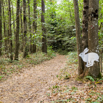 Photographie intitulée "Jackrabbit" par Sekhmet, Œuvre d'art originale