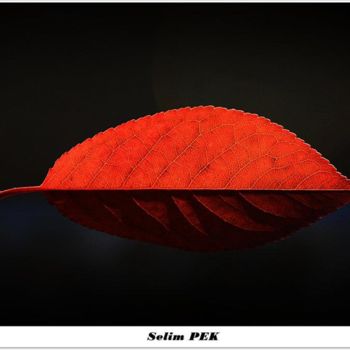 "sonbahar-2" başlıklı Fotoğraf Ressam Selim Pek tarafından, Orijinal sanat