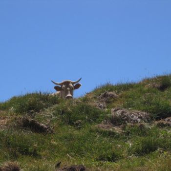 Photographie intitulée "coucou de l'Ossau p…" par Jean-Claude Selles Brotons, Œuvre d'art originale