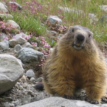 Photographie intitulée "marmotte en Ossau" par Jean-Claude Selles Brotons, Œuvre d'art originale