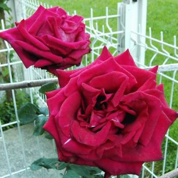Φωτογραφία με τίτλο "Roses papa Meilland…" από Jean-Claude Selles Brotons, Αυθεντικά έργα τέχνης