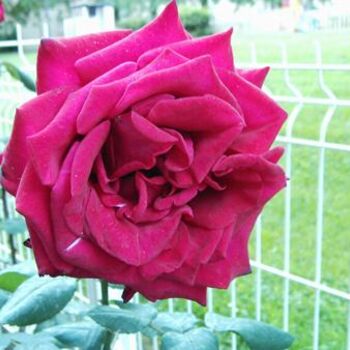 Фотография под названием "La rose papa Meilla…" - Jean-Claude Selles Brotons, Подлинное произведение искусства