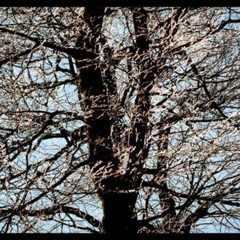 Fotografie getiteld "arbre de lumiere" door Serein, Origineel Kunstwerk