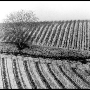 Fotografie getiteld "vignes sous la neige" door Serein, Origineel Kunstwerk