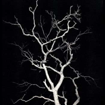 Photography titled "arbre de nuit" by Serein, Original Artwork