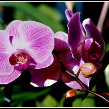 Photography titled "orchidee03" by Serein, Original Artwork