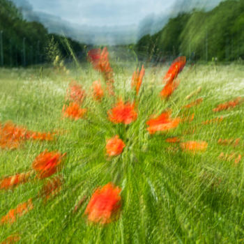 Photography titled "Coquelicots" by Serge Demaertelaere, Original Artwork, Non Manipulated Photography