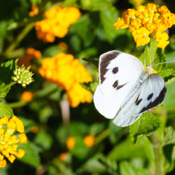 Photography titled "White butterly" by Serge, Original Artwork