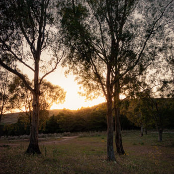 Photographie intitulée "Sunset in the woods" par Serge, Œuvre d'art originale, Photographie numérique