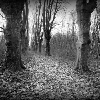 Photographie intitulée "Allée perdue" par Serge Ricome, Œuvre d'art originale, Photographie numérique