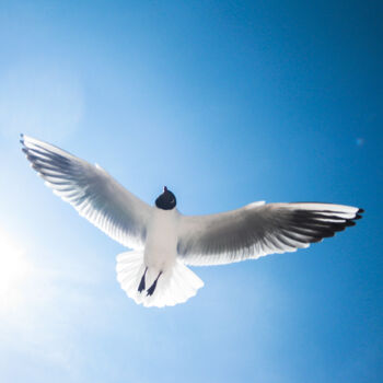 Photography titled "Gull" by Sergejs Garijs, Original Artwork, Digital Photography