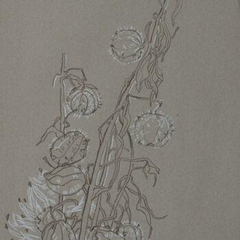 Zeichnungen mit dem Titel "Physalis seeds2" von Sergey Sovkov, Original-Kunstwerk, Conté-Buntstifte