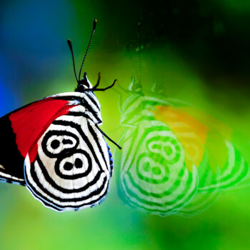 Fotografia intitulada "Reflexo da borboleta" por Sergio Assis, Obras de arte originais, Fotografia Não Manipulada
