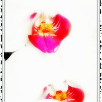 Fotografia intitolato "Orchidée Manta" da Stephan Serris, Opera d'arte originale, Fotografia manipolata