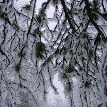 Фотография под названием "lichen givré" - Sève, Подлинное произведение искусства
