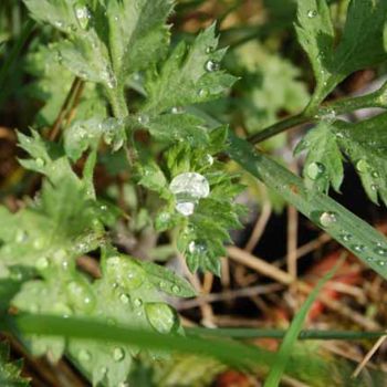 Фотография под названием "après la pluie 1" - Sève, Подлинное произведение искусства