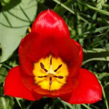 Фотография под названием "tulipe d'Edith 2007" - Sève, Подлинное произведение искусства