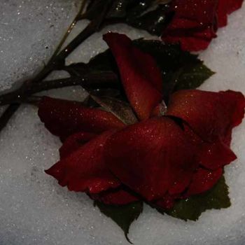 Фотография под названием "rose gelée 2" - Sève, Подлинное произведение искусства