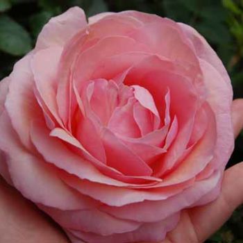 Фотография под названием "rose de juillet 01" - Sève, Подлинное произведение искусства