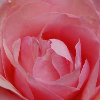 Fotografía titulada "rose de juillet 02" por Sève, Obra de arte original