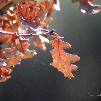 Photographie intitulée "Feuilles d'automne" par Séverine K. Art'Zen, Œuvre d'art originale, Photographie numérique