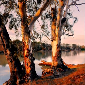 Printmaking titled "MURRAY RIVER GUMS" by Shaoxin Huang, Original Artwork, Acrylic