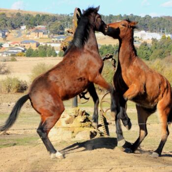 Photography titled "Horse fight" by Sharon Atkinson (Acko68), Original Artwork