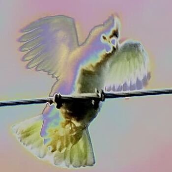 Digital Arts titled "Angel bird I am 2" by Sharon Atkinson (Acko68), Original Artwork