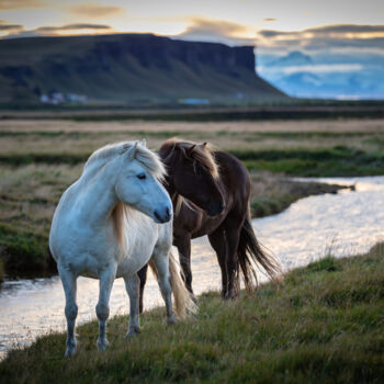 Fotografia intitulada "Icelandic Horses" por Shimon Rottenberg, Obras de arte originais, Fotografia digital
