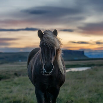 Photographie intitulée "Icelandic Horse at…" par Shimon Rottenberg, Œuvre d'art originale, Photographie numérique