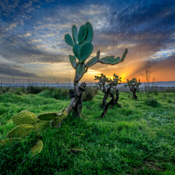 Photography titled "Prickly Pear at Sun…" by Shimon Rottenberg, Original Artwork, Digital Photography
