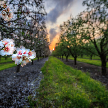 Fotografie getiteld "Almond Blossom at S…" door Shimon Rottenberg, Origineel Kunstwerk, Digitale fotografie