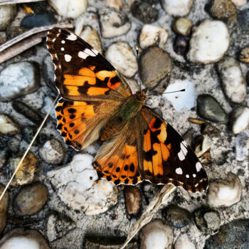 "Butterfly" başlıklı Fotoğraf Shiro Lilium Art tarafından, Orijinal sanat, Dijital Fotoğrafçılık