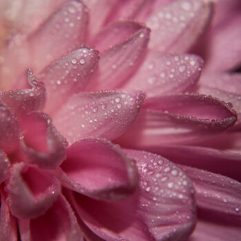 Photographie intitulée "Macro Flower" par Shiro Lilium Art, Œuvre d'art originale, Photographie numérique