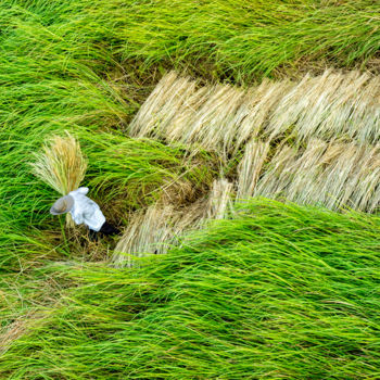 Φωτογραφία με τίτλο "Harvest rice" από Duc Thanh (Shu'S), Αυθεντικά έργα τέχνης, Ψηφιακή φωτογραφία