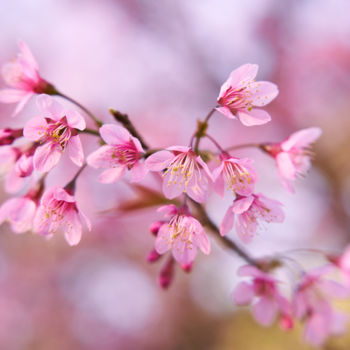 Photography titled "Sakura" by Duc Thanh (Shu'S), Original Artwork, Digital Photography