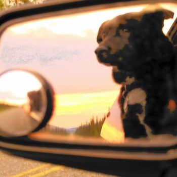 Photographie intitulée "Bear Dog in my mirr…" par Stace & Amanda Pshyk, Œuvre d'art originale