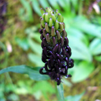 Photographie intitulée "Lupinus pilosus_01" par Silvia Abbiezzi, Œuvre d'art originale, Photographie numérique