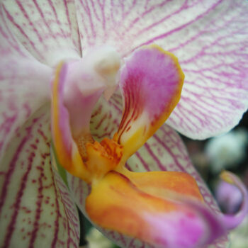 Fotografia intitolato "Phalaenopsis hybrid…" da Silvia Abbiezzi, Opera d'arte originale, Fotografia digitale