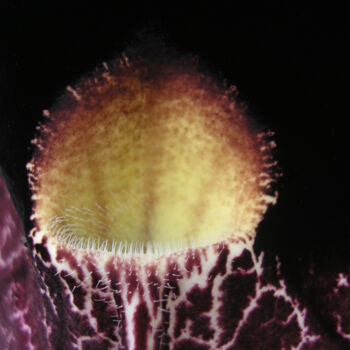 Fotografia intitolato "Aristolochia macrop…" da Silvia Abbiezzi, Opera d'arte originale, Fotografia digitale