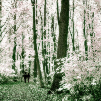 Arte digital titulada "White Woods" por Silvia Marcoschamer, Obra de arte original, Fotografía manipulada