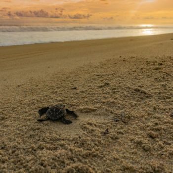 Photography titled "Newborn Black Turtle" by Silvia Marcoschamer, Original Artwork, Digital Photography