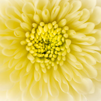 Fotografie getiteld "Yellow Crisantema" door Silvia Marcoschamer, Origineel Kunstwerk, Digitale fotografie