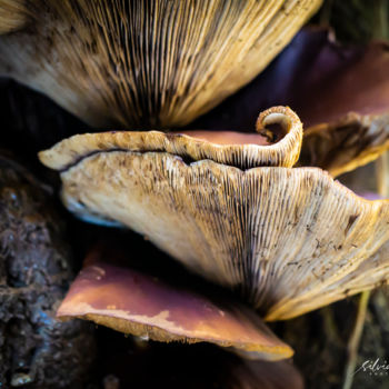 Photography titled "Mushroom swirl." by Silvia Marcoschamer, Original Artwork, Digital Photography